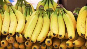 pencas de banana