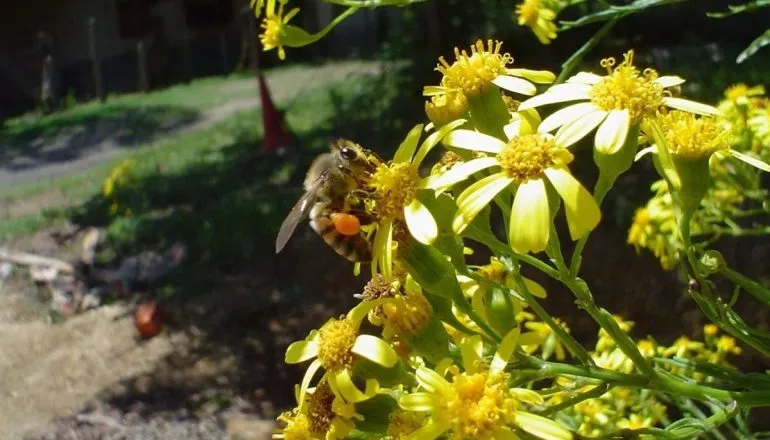 Conheça o mel raro do interior do Paraná que nasce de floradas especiais e tem sabor suave