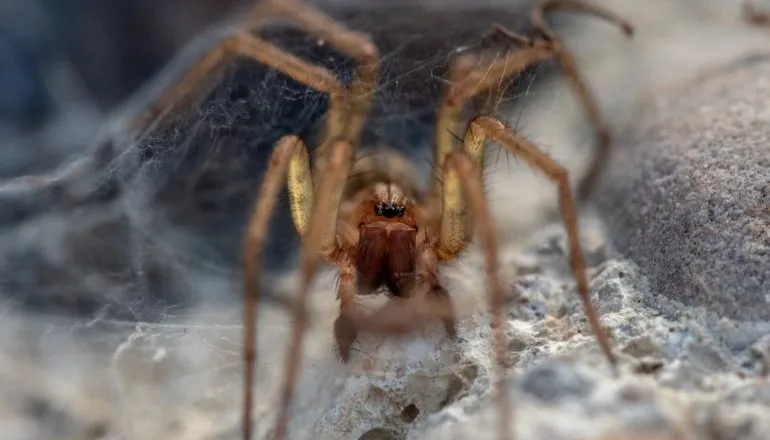 O erro de Curitiba: pânico coletivo mascarou a real ameaça da aranha-marrom