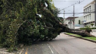 Imagem mostra Árvore caída em Curitiba bloqueia rua importante da cidade.
