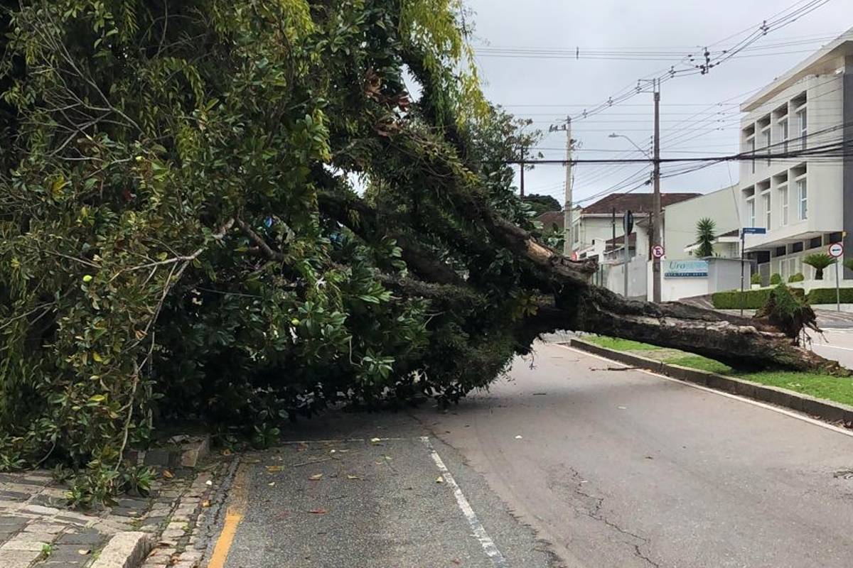 Imagem mostra Árvore caída em Curitiba bloqueia rua importante da cidade.