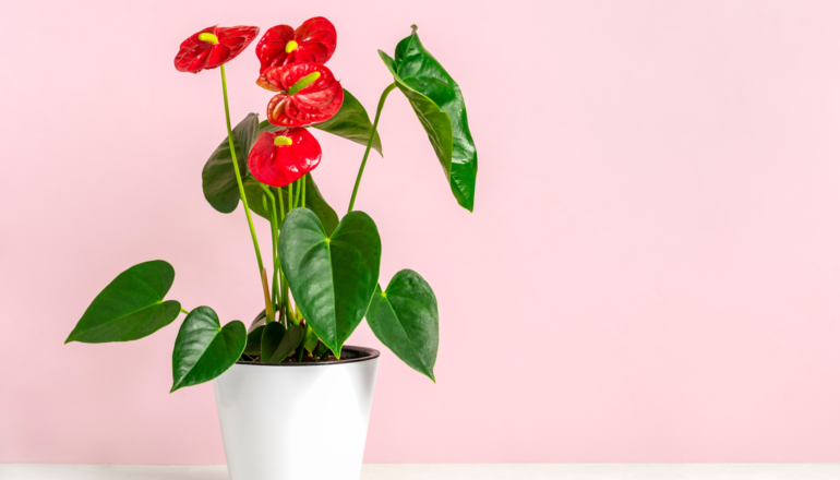 Antúrios estão entre as melhores plantas para cultivar em apartamento | Foto: Shutterstock