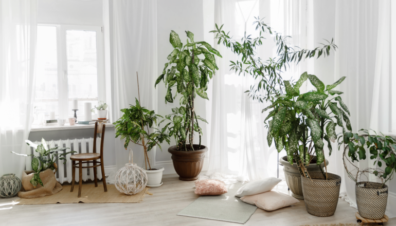 Plantas naturais são incríveis para adicionar o verde à decoração da sua sala | Foto: Shutterstock