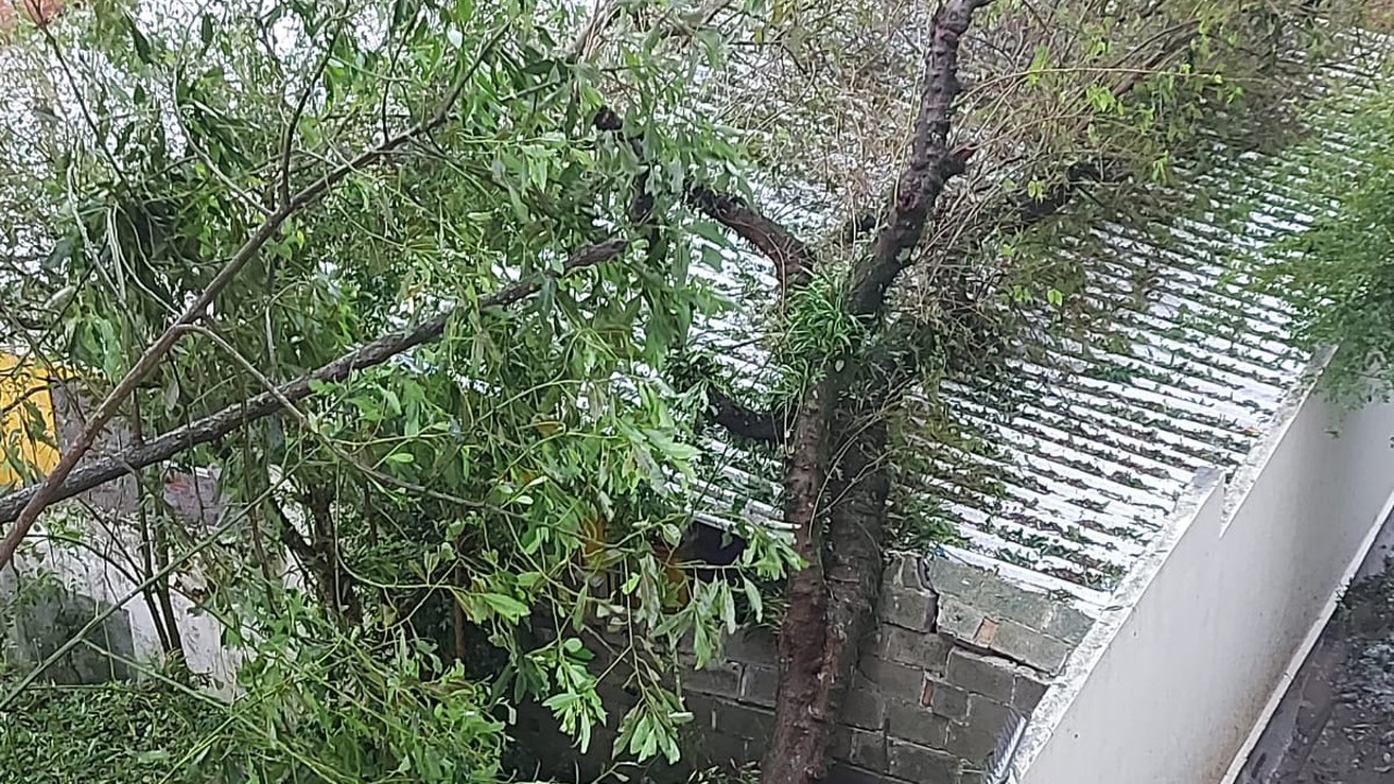 queda de arvore chuva