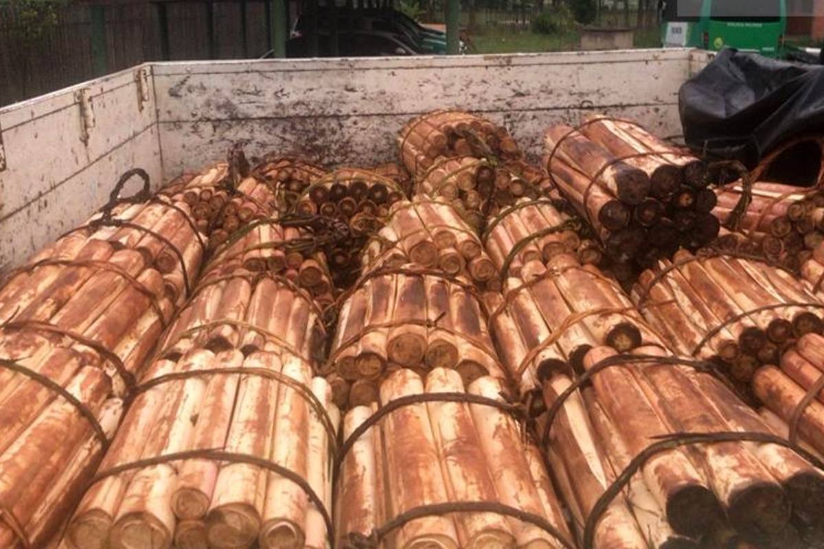 Rotam da Polícia Ambiental flagrou carregamento de palmito ilegal em Morretes, no litoral do Paraná