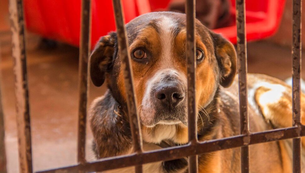 cachorro viagem fim de ano