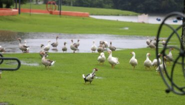 Imagem mostra um parque de Curitiba em um dia de chuva com gansos no gramado.