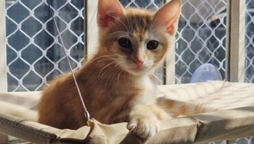 Postagem citava a presença de um gato de Curitiba no BBB 23, o que não passa de uma brincadeira e uma força de incentivar a adoção de gatos