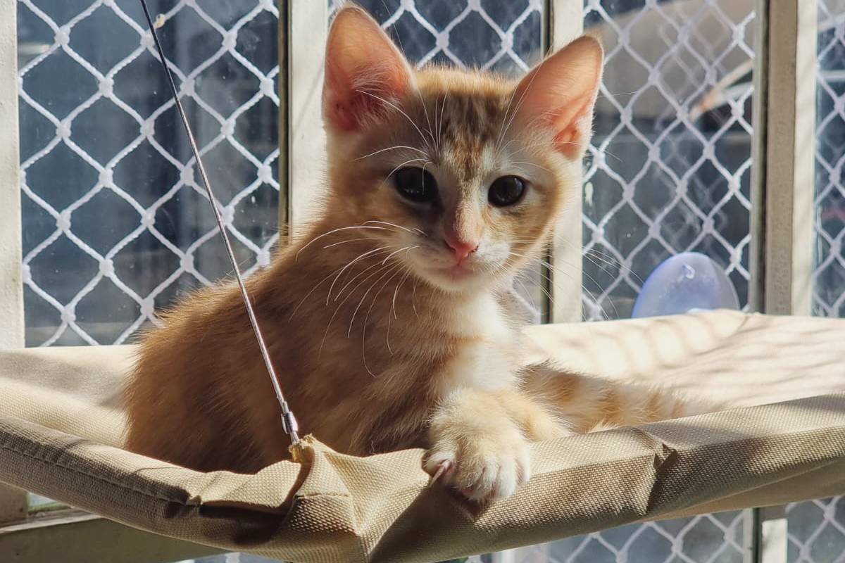 Postagem citava a presença de um gato de Curitiba no BBB 23, o que não passa de uma brincadeira e uma força de incentivar a adoção de gatos