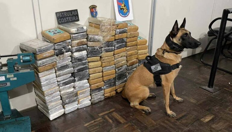 Imagem mostra um cão farejador que encontrou 140 quilos de cocaína.