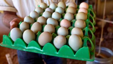 Imagem mostra a produção de ovo de galinha no Paraná