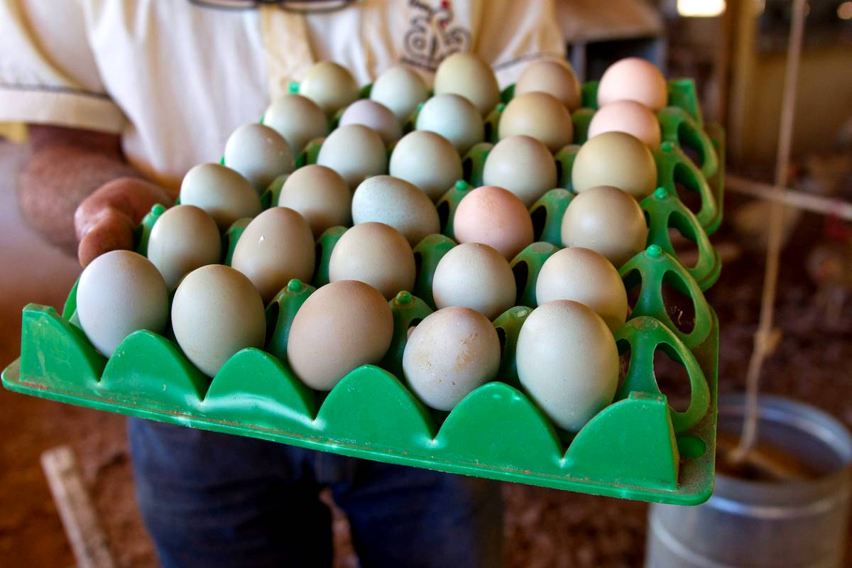 Imagem mostra a produção de ovo de galinha no Paraná