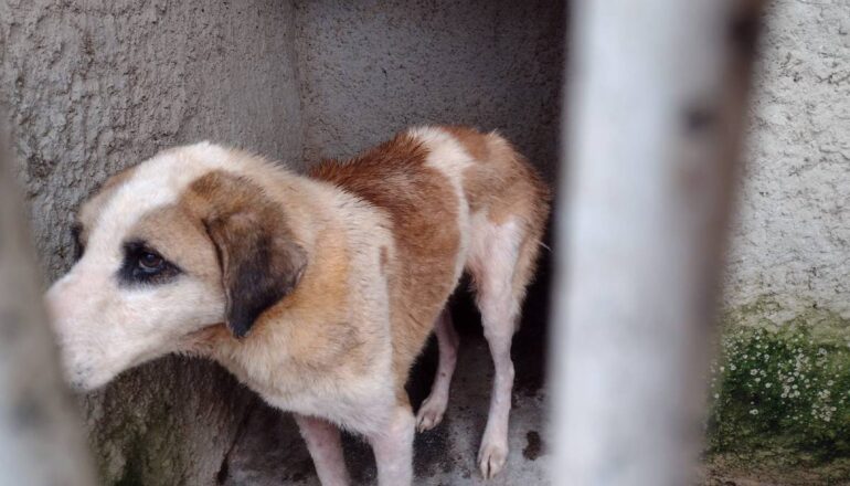 Casa em Curitiba tinha centenas de cães vivendo abandonados