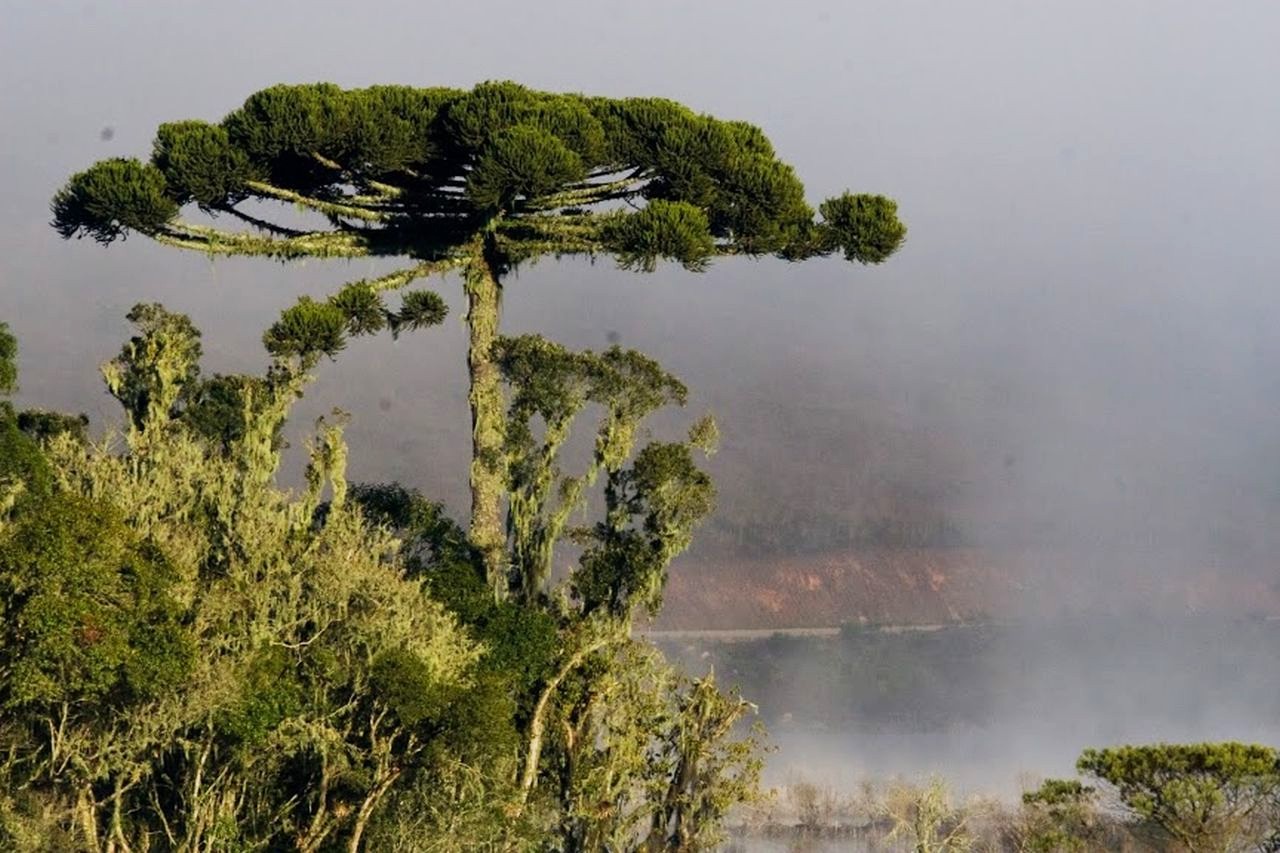 Pinheiro Araucária