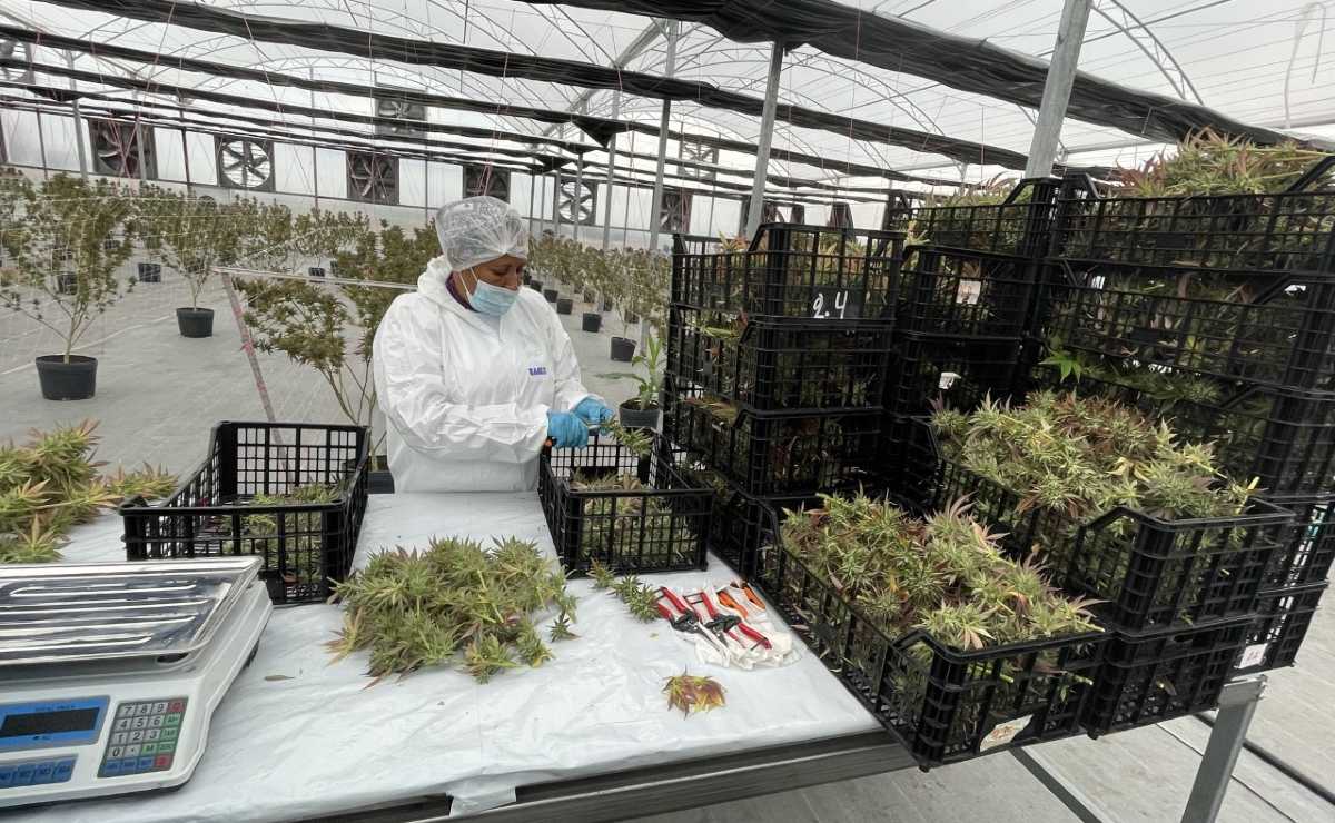 Startup com sede administrativa tem produção de cannabis no Uruguai