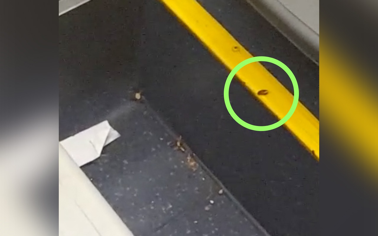 baratas biarticulado