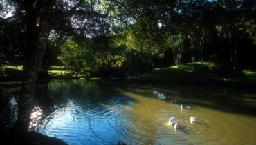 9 bosques e parques em Curitiba para observar a fauna e flora nativas