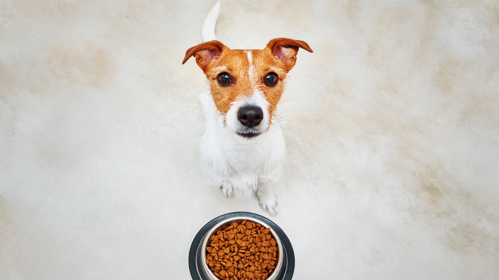 Os pets são importantes na vida dos tutores, carinhosos e dão suporte emocional em dias difíceis | Foto: Shutterstock