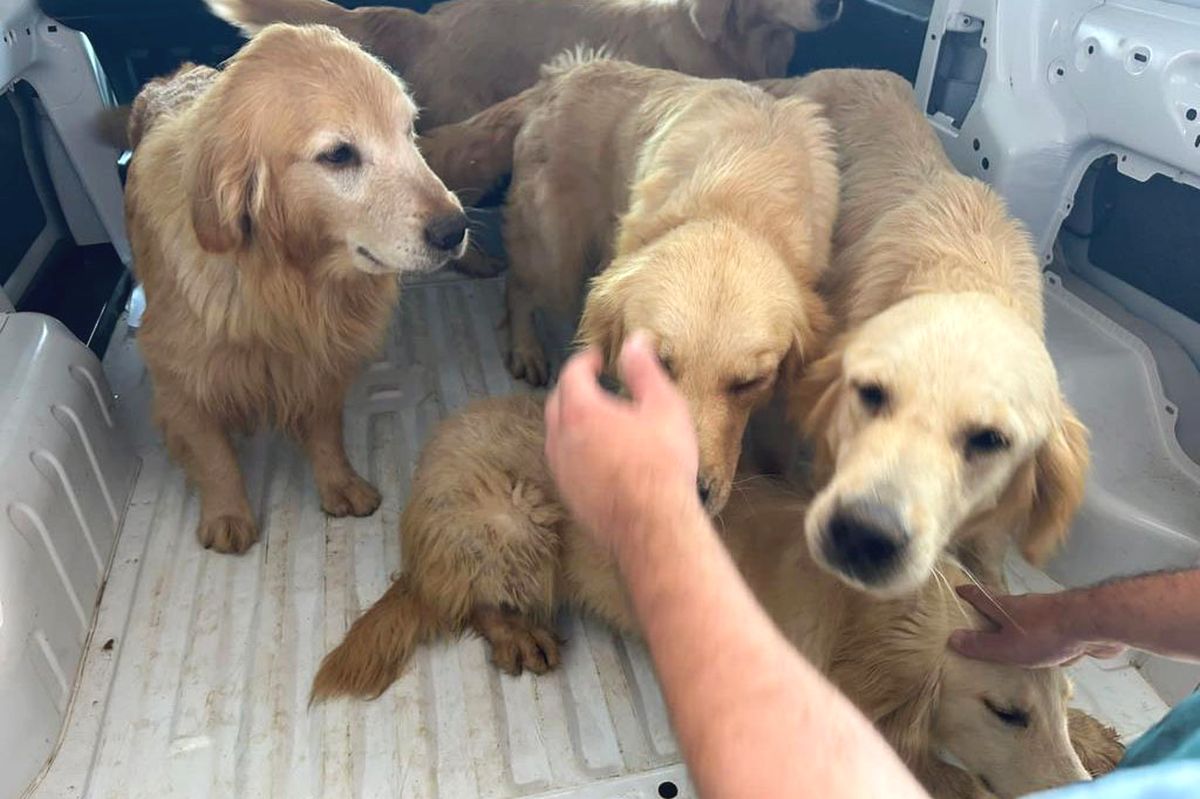 Cachorros da raça golden retriever