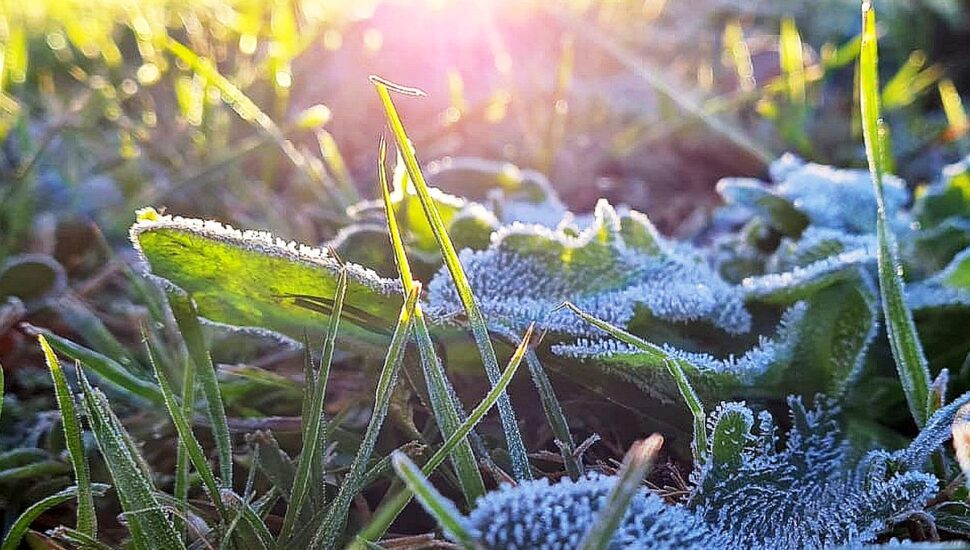 Geada na vegetação.