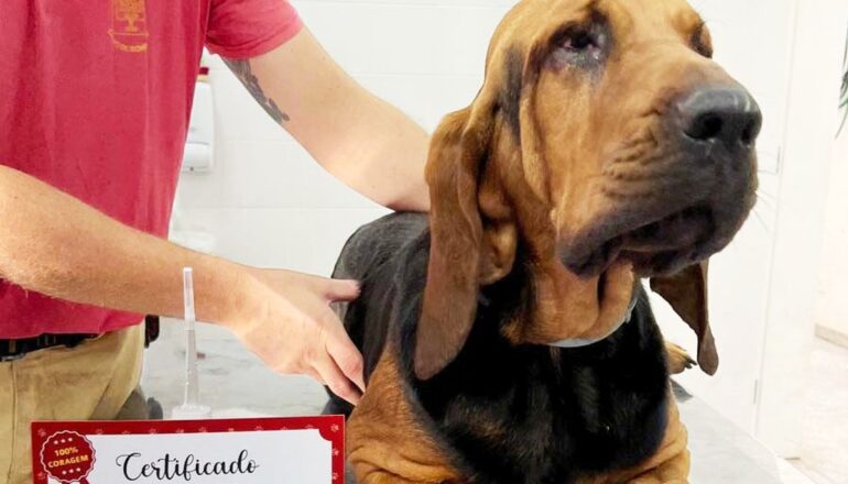 Cachorro do Grupo de Operações de Socorro Tático (GOST) doa sangue