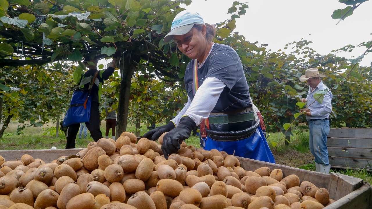 colheita de kiwi