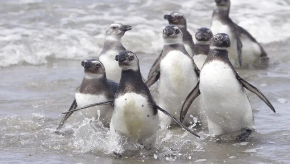 piguins litoral
