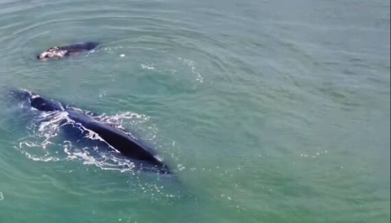 Imagem mostra baleia e filhote nadando pelo litoral do Paraná.