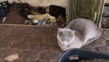 acumulo lixo animais cic