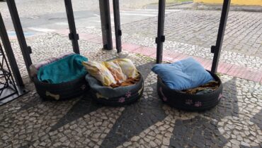 cachorros terminal bairro alto