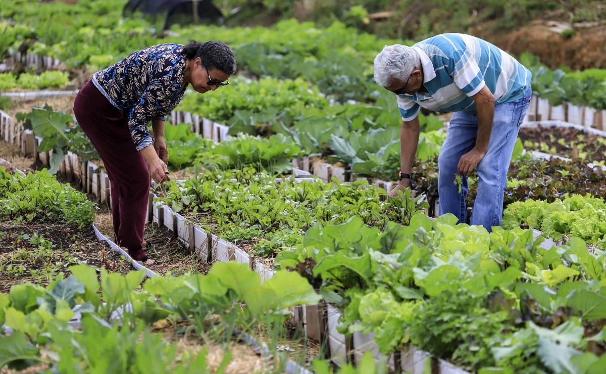 imagem mostra um homem e uma mulher em uma horta colhendo verduras
