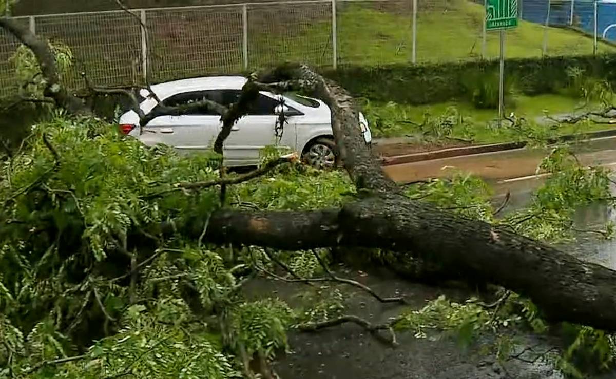 Imagem mostra uma árvore que caiu na Rua Professor Pedro Viriato Parigor de Souza, em Curitiba,