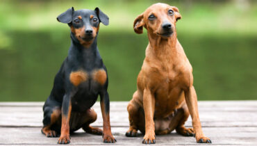 Pinscher: 10 atividades recomendadas para os cachorros da raça  