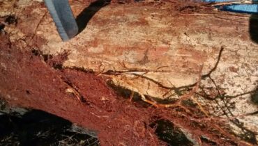 Pesquisadores da UFPR descobrem 'planta canibal' no Paraná