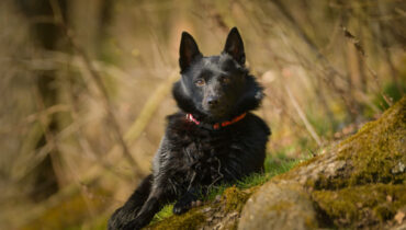 Cachorro preto: 11 raças incríveis com a pelagem preta 
