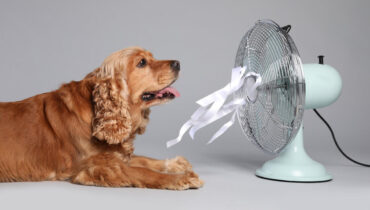 Cachorro sofre! 3 dicas para proteger o seu pet nos dias de calor