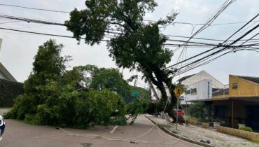 Temporal em Curitiba com ventos fortes derruba árvores em bairros; veja fotos