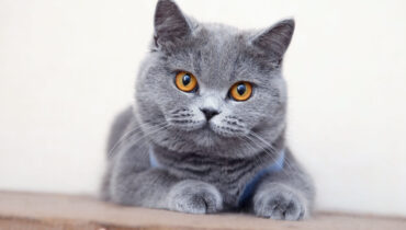 Gato com 'nome e sobrenome': 4 características dos gatos british shorthair 