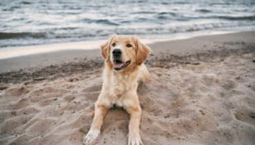 Cachorro na praia: 12 cuidados importantes para ter na areia, mar e com o calor