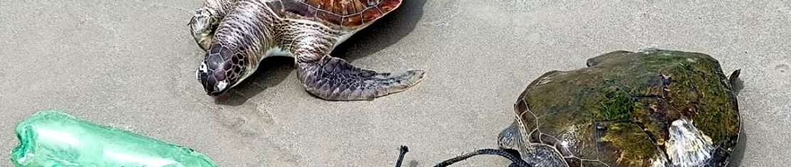 Imagem mostra tartarugas que apareceram mortas na Ilha do Mel