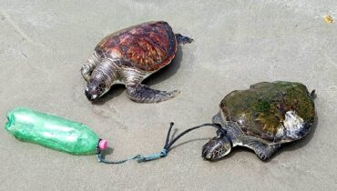 Tartarugas mortas na Ilha do Mel; Uma delas tinha garrafa amarrada no pescoço