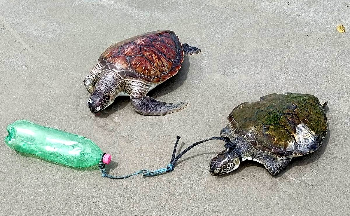 Imagem mostra tartarugas que apareceram mortas na Ilha do Mel