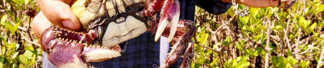 Imagem mostra um caranguejo na mão de um homem