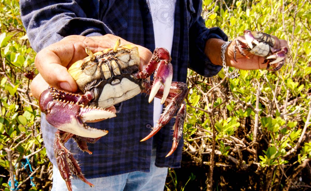 Imagem mostra um caranguejo na mão de um homem