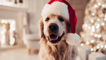 Cachorro feliz! 5 dicas um fim de ano mais agradável para os cães