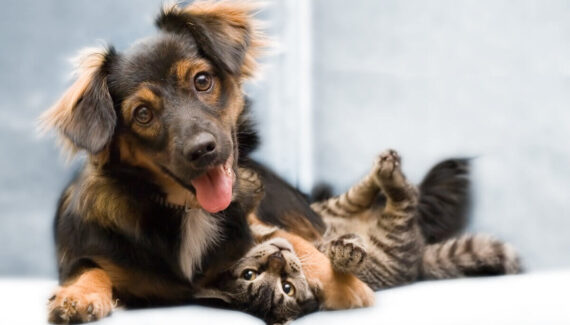 5 maneiras de prevenir doenças renais em cães e gatos