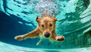 Cachorro na piscina? 10 cuidados importantes com a “natação” canina