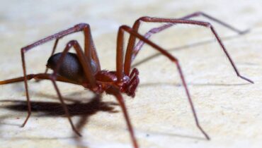 Imagem mostra uma aranha marrom