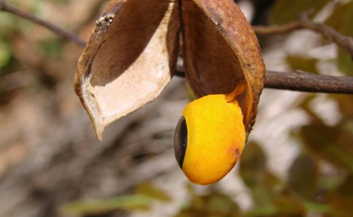 Imagem mostra uma copaiba