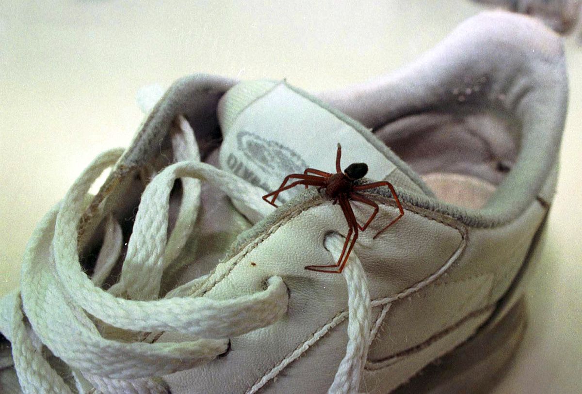 Aranha marrom em tênis. Perigo escondido